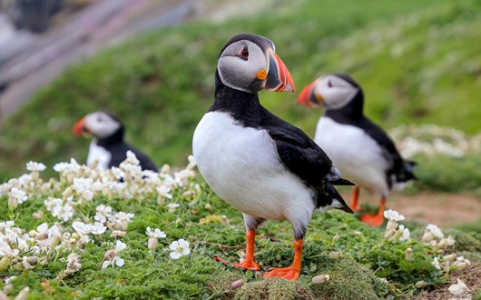 西人岛观海鹦一日游
