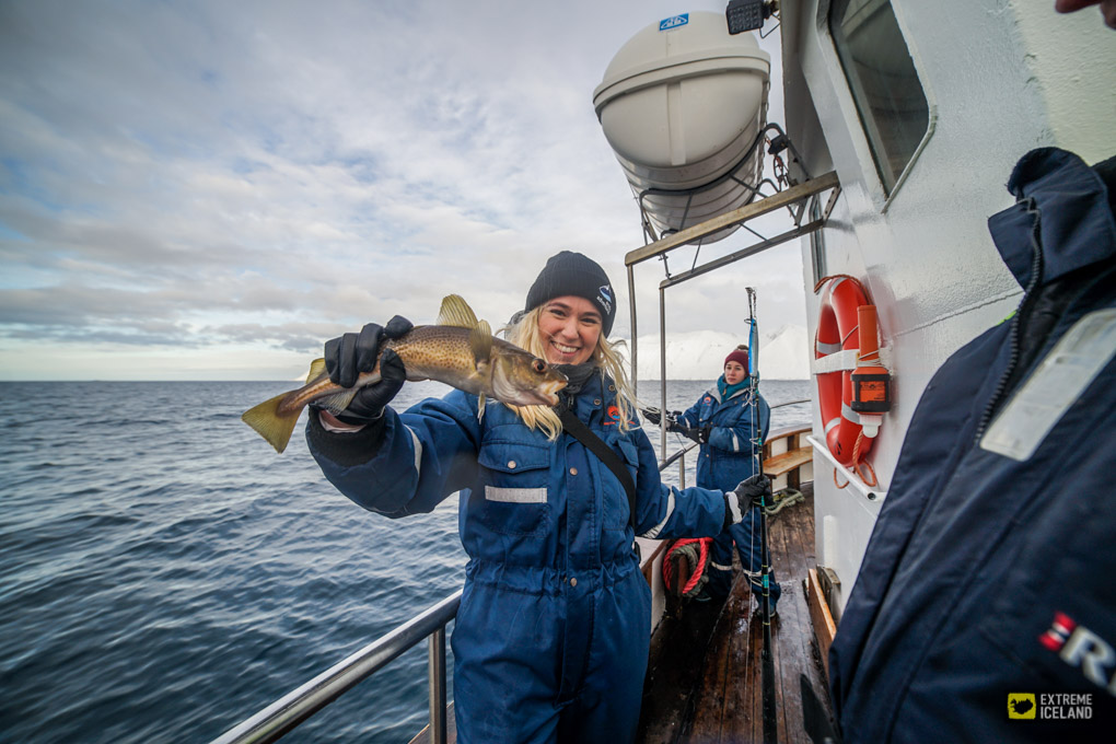 达尔维克观鲸团