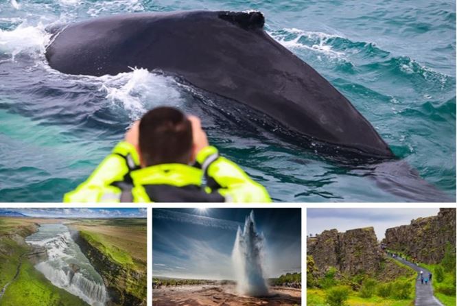 出海观鲸 & 黄金圈