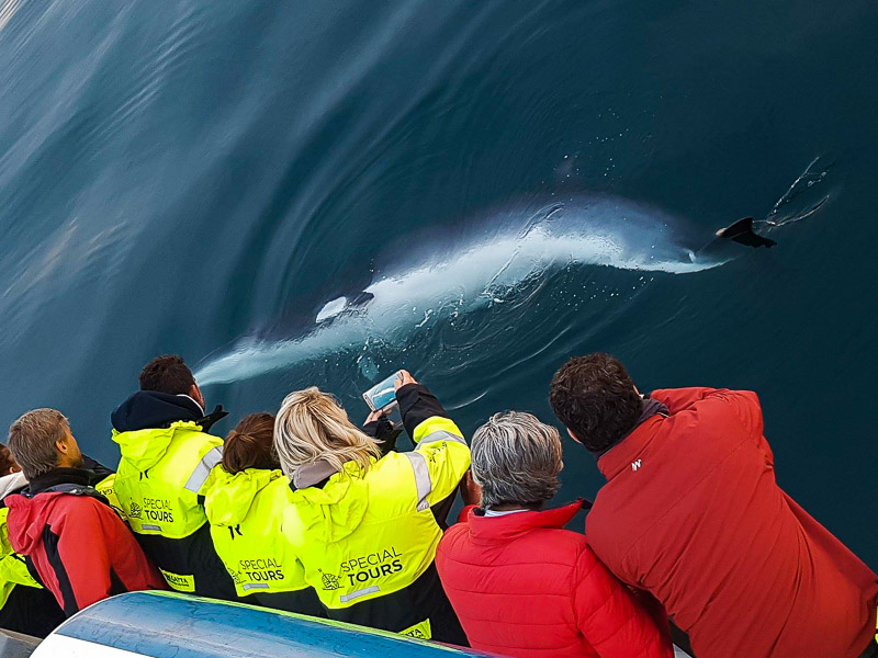 雷克雅未克观鲸团